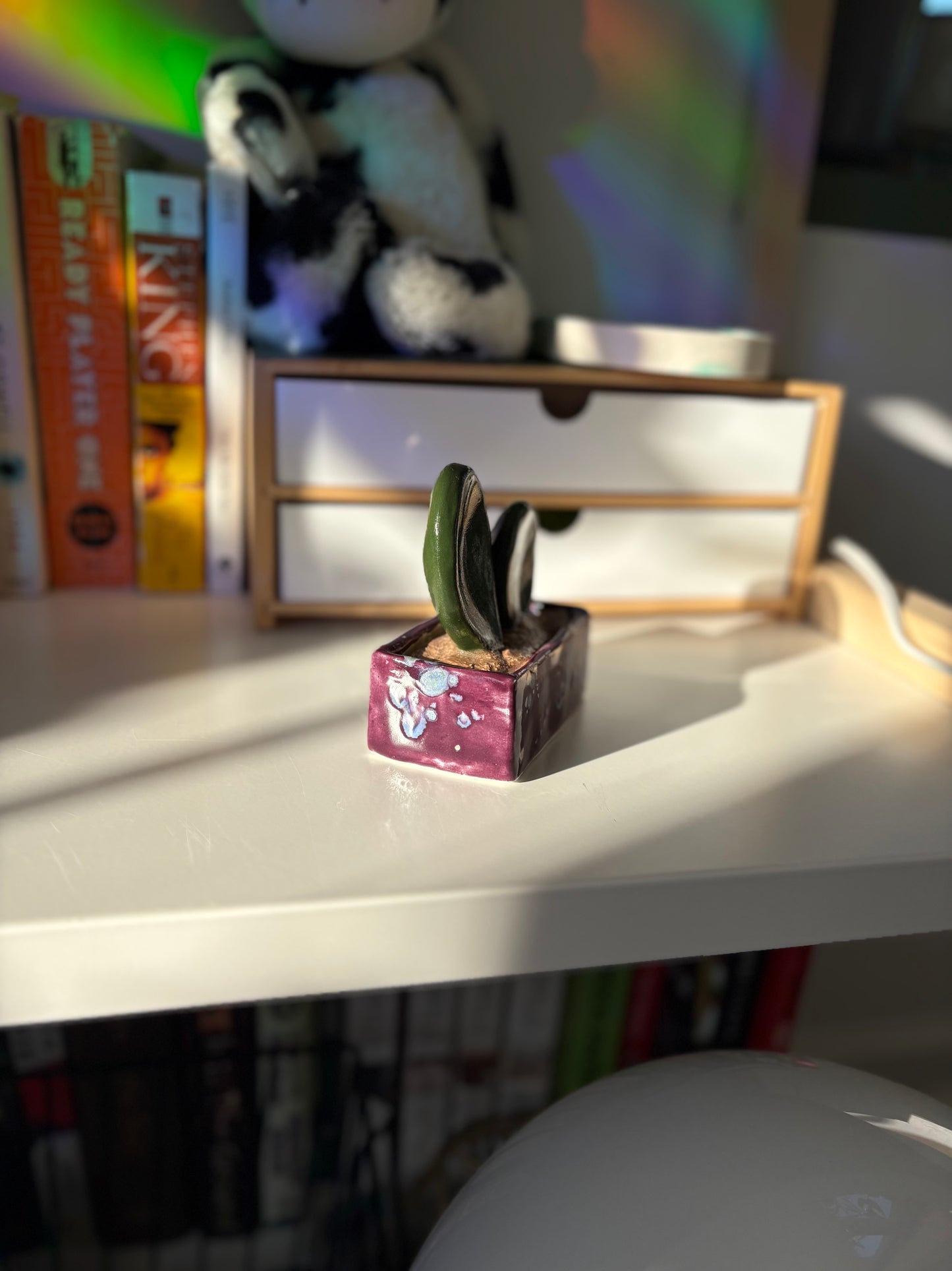 Forever Cactus (Multiple Options!)