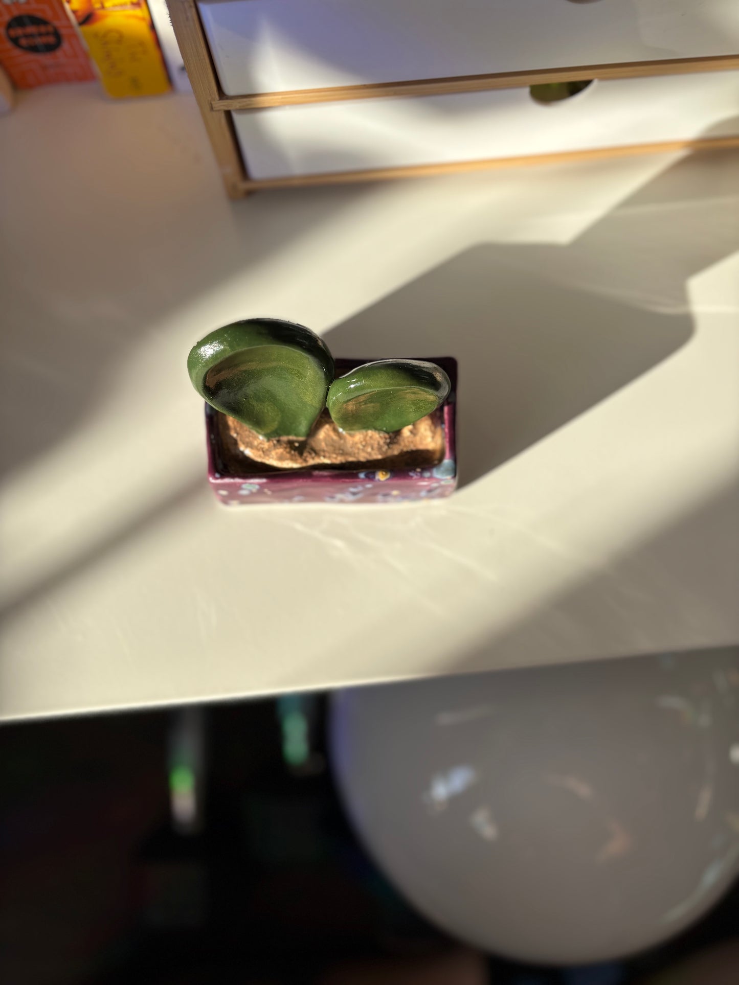 Forever Cactus (Multiple Options!)