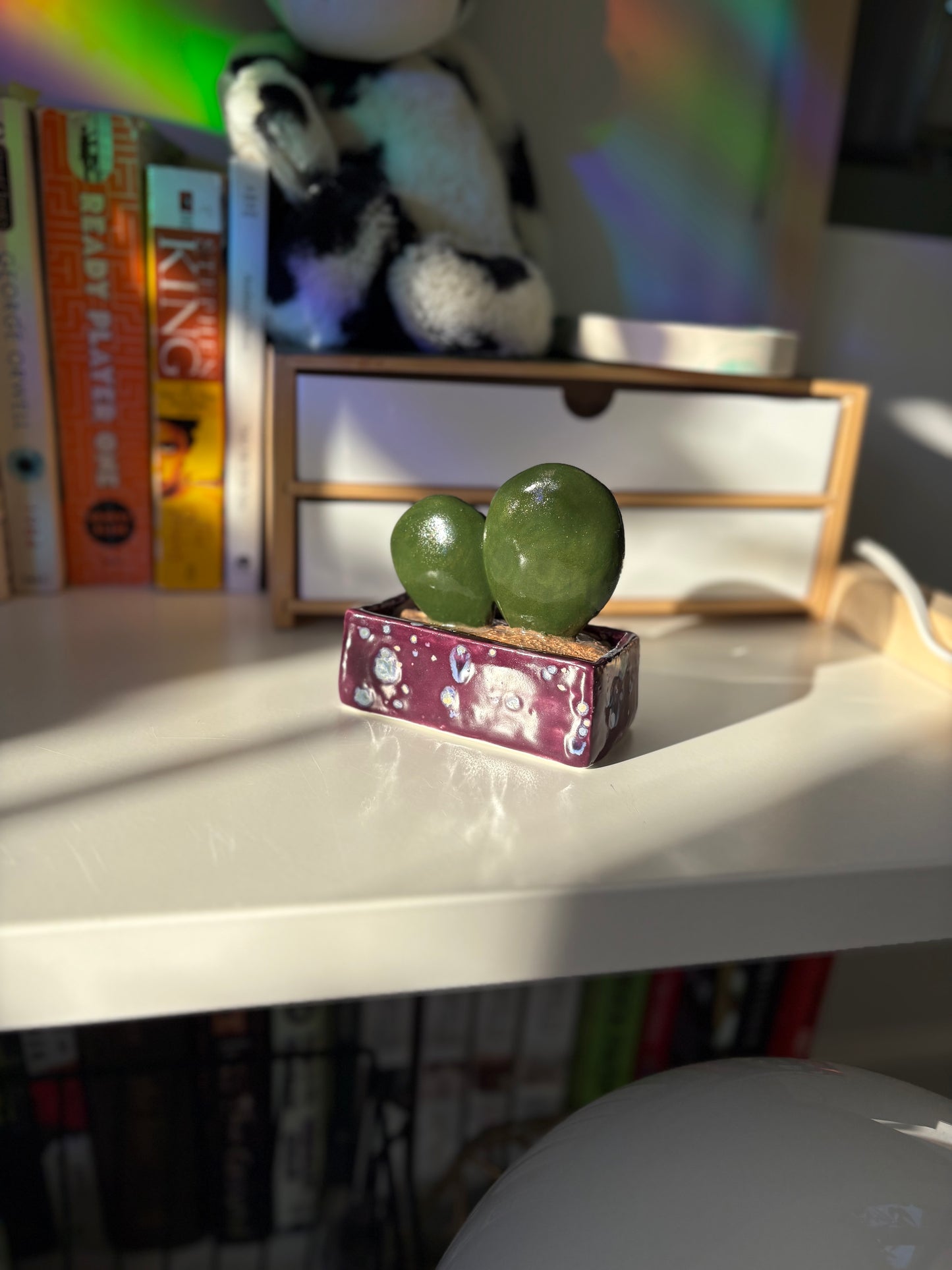 Forever Cactus (Multiple Options!)