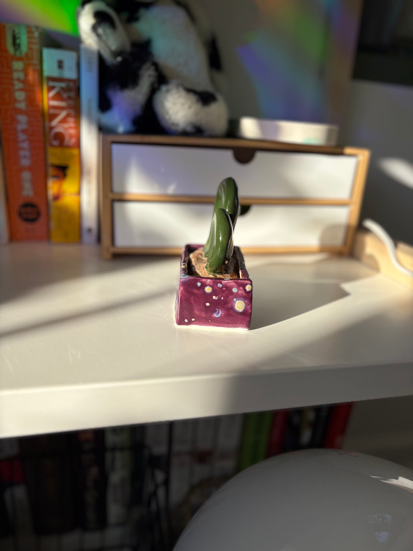 Forever Cactus (Multiple Options!)